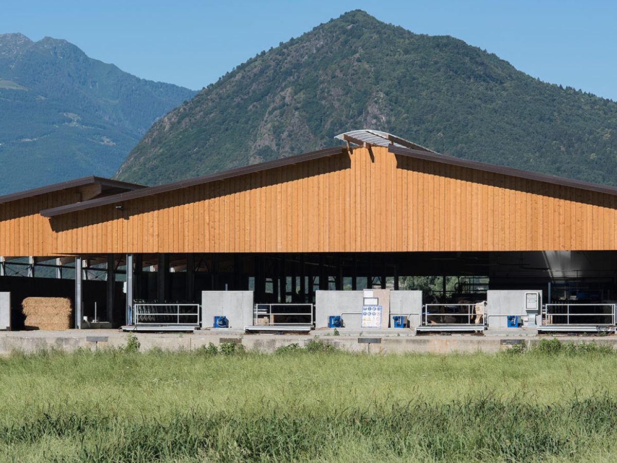 stalla in buglio