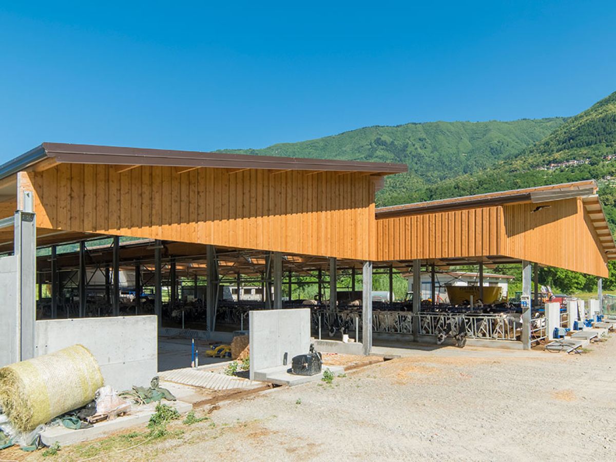 stalla in buglio